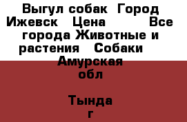 Выгул собак. Город Ижевск › Цена ­ 150 - Все города Животные и растения » Собаки   . Амурская обл.,Тында г.